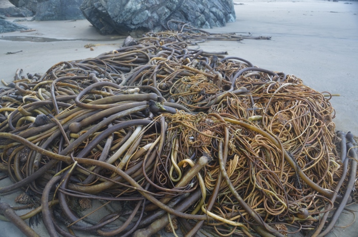 huge pile of bull kelp